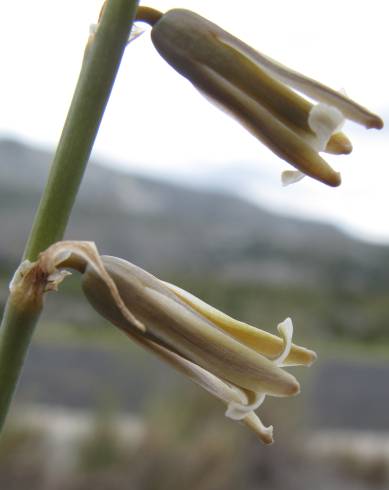 Fotografia de capa Dipcadi serotinum subesp. serotinum - do Jardim Botânico