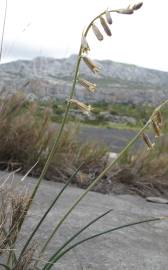 Fotografia da espécie Dipcadi serotinum subesp. serotinum