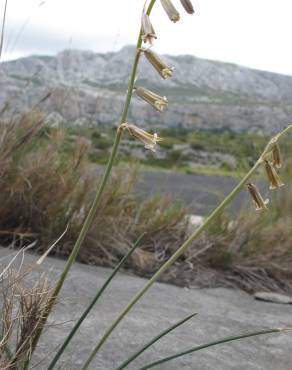 Fotografia 7 da espécie Dipcadi serotinum subesp. serotinum no Jardim Botânico UTAD