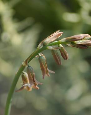 Fotografia 8 da espécie Dipcadi serotinum subesp. serotinum no Jardim Botânico UTAD