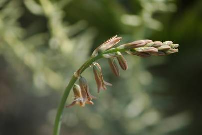 Fotografia da espécie Dipcadi serotinum subesp. serotinum