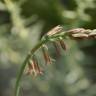 Fotografia 8 da espécie Dipcadi serotinum subesp. serotinum do Jardim Botânico UTAD