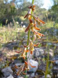 Fotografia da espécie Dipcadi serotinum subesp. serotinum