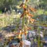 Fotografia 9 da espécie Dipcadi serotinum subesp. serotinum do Jardim Botânico UTAD