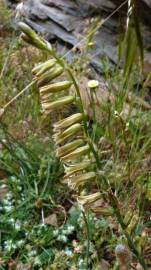 Fotografia da espécie Dipcadi serotinum subesp. serotinum