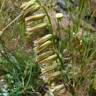 Fotografia 10 da espécie Dipcadi serotinum subesp. serotinum do Jardim Botânico UTAD