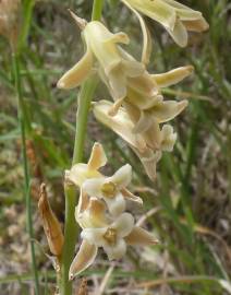 Fotografia da espécie Dipcadi serotinum subesp. serotinum