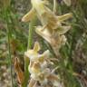 Fotografia 12 da espécie Dipcadi serotinum subesp. serotinum do Jardim Botânico UTAD