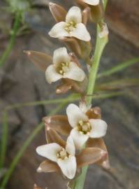 Fotografia da espécie Dipcadi serotinum subesp. serotinum