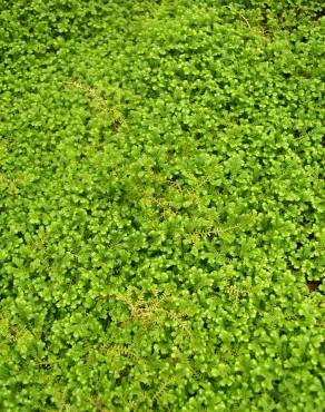 Fotografia 3 da espécie Selaginella kraussiana no Jardim Botânico UTAD