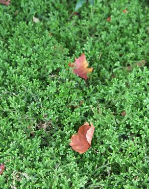 Fotografia 4 da espécie Selaginella kraussiana no Jardim Botânico UTAD