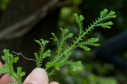 Fotografia da espécie Selaginella kraussiana