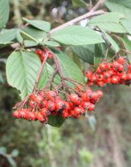 Cotoneaster franchetii