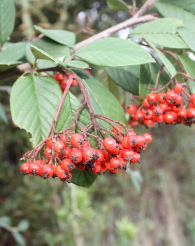 Fotografia de capa Cotoneaster franchetii - do Jardim Botânico