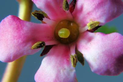 Fotografia da espécie Cotoneaster franchetii
