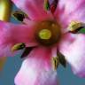 Fotografia 5 da espécie Cotoneaster franchetii do Jardim Botânico UTAD