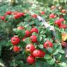 Fotografia 4 da espécie Cotoneaster microphyllus do Jardim Botânico UTAD