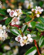 Fotografia da espécie Cotoneaster microphyllus