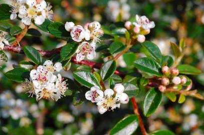 Fotografia da espécie Cotoneaster microphyllus