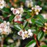 Fotografia 1 da espécie Cotoneaster microphyllus do Jardim Botânico UTAD