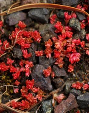 Fotografia 5 da espécie Crassula tillaea no Jardim Botânico UTAD