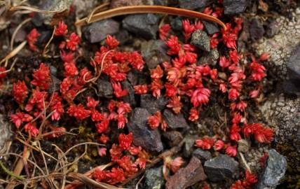 Fotografia da espécie Crassula tillaea