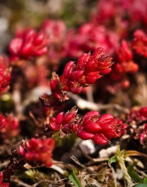 Fotografia 6 da espécie Crassula tillaea no Jardim Botânico UTAD