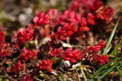 Fotografia da espécie Crassula tillaea