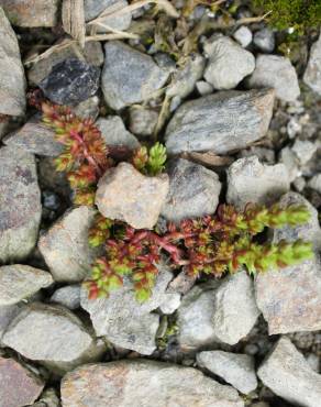 Fotografia 7 da espécie Crassula tillaea no Jardim Botânico UTAD