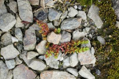 Fotografia da espécie Crassula tillaea