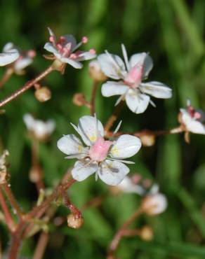 Fotografia 1 da espécie Saxifraga spathularis no Jardim Botânico UTAD