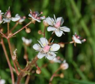 Fotografia da espécie Saxifraga spathularis