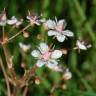 Fotografia 1 da espécie Saxifraga spathularis do Jardim Botânico UTAD