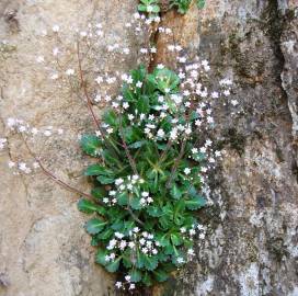 Fotografia da espécie Saxifraga spathularis