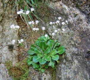 Fotografia da espécie Saxifraga spathularis