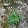 Fotografia 7 da espécie Saxifraga spathularis do Jardim Botânico UTAD