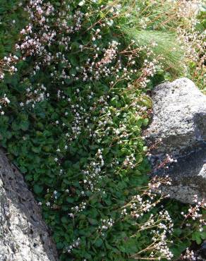 Fotografia 8 da espécie Saxifraga spathularis no Jardim Botânico UTAD