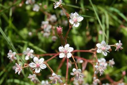 Fotografia da espécie Saxifraga spathularis