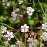 Fotografia 9 da espécie Saxifraga spathularis do Jardim Botânico UTAD