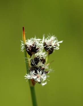 Fotografia 6 da espécie Schoenoplectus tabernaemontani no Jardim Botânico UTAD