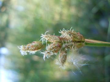 Fotografia da espécie Schoenoplectus tabernaemontani