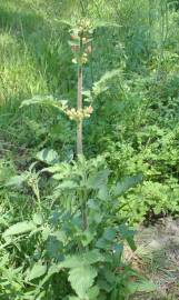 Fotografia da espécie Scrophularia grandiflora