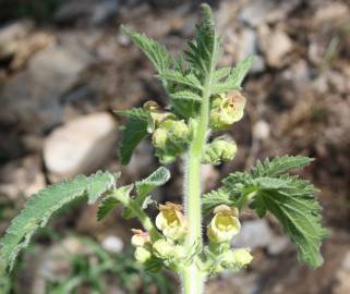 Fotografia da espécie Scrophularia grandiflora