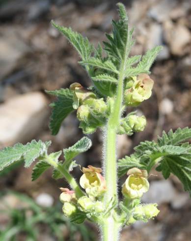 Fotografia de capa Scrophularia grandiflora - do Jardim Botânico