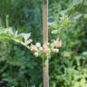 Fotografia 6 da espécie Scrophularia grandiflora do Jardim Botânico UTAD