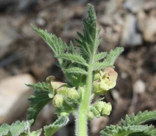 Fotografia da espécie Scrophularia grandiflora