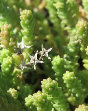 Fotografia 6 da espécie Sedum acre no Jardim Botânico UTAD