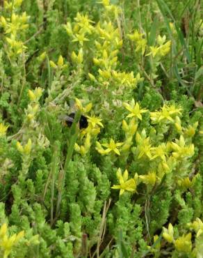 Fotografia 8 da espécie Sedum acre no Jardim Botânico UTAD