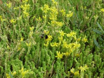 Fotografia da espécie Sedum acre