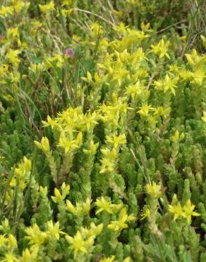 Fotografia 10 da espécie Sedum acre no Jardim Botânico UTAD